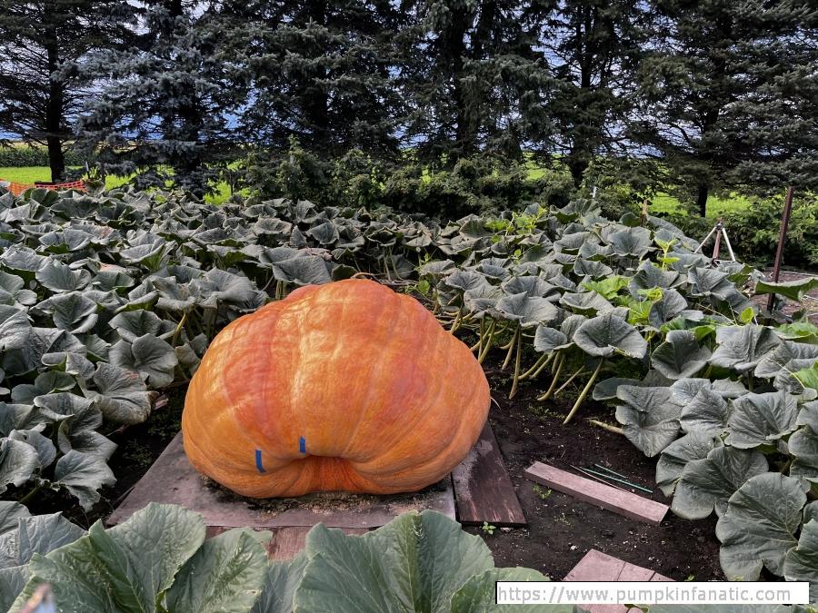 fruitImages/1925.5 Montsma 2025B.jpg